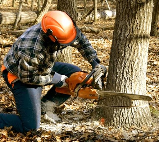 Tree Removal in Redig, SD